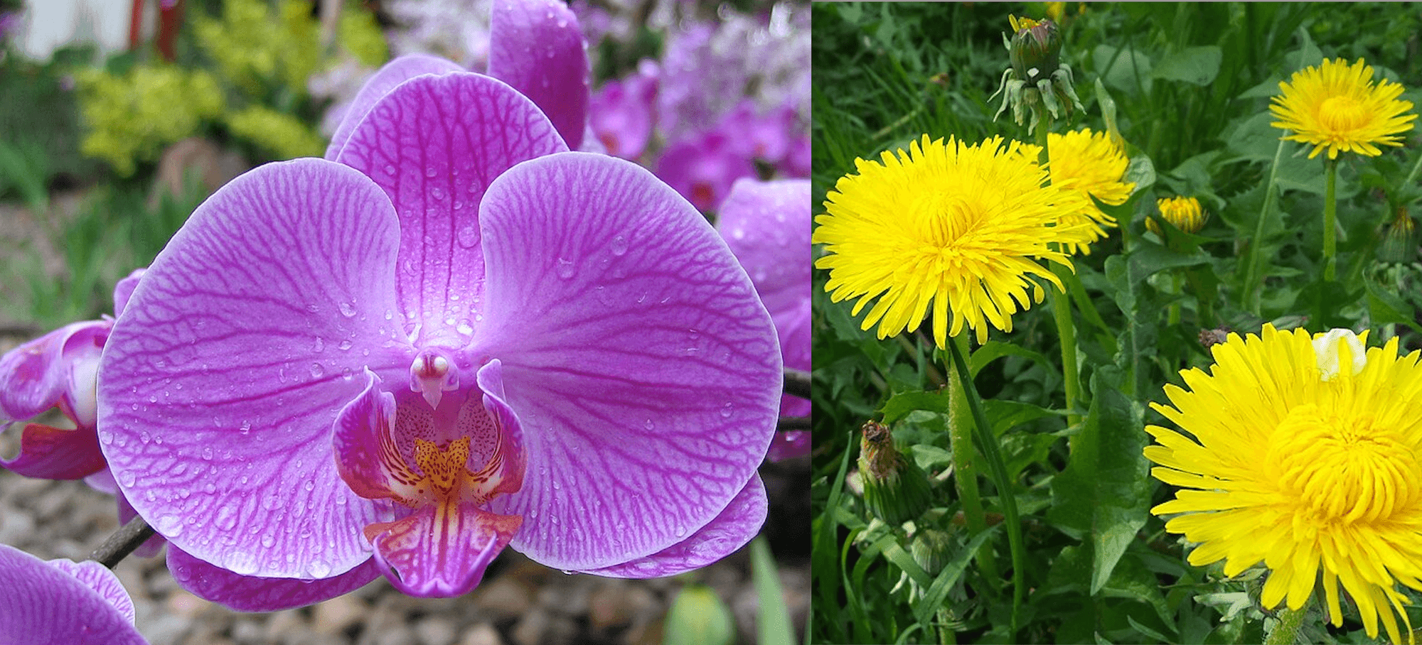 HSP hooggevoelig hoogsensitief hulp bij hooggevoeligheid