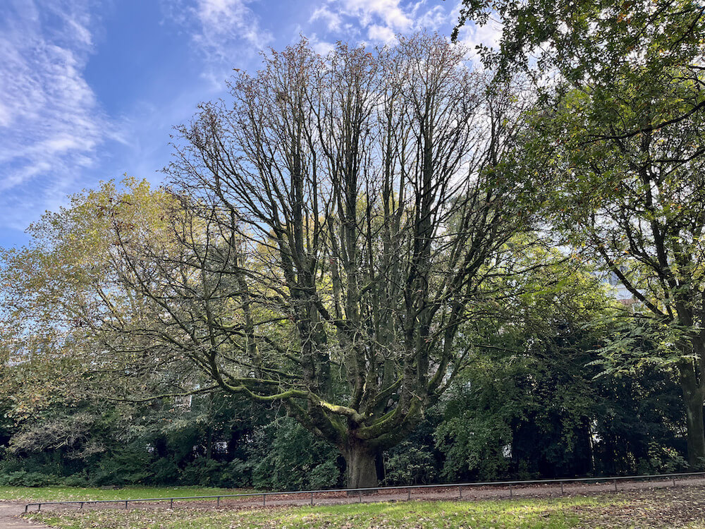 Loopgenoot Wandelcoaching park Amsterdam